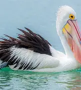 包含鹈鹕拒绝忘忧鸽,发挥日渐稳定的词条 包含鹈鹕拒绝忘忧鸽,发挥日渐稳定的词条